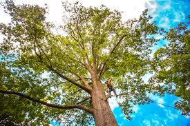 Reliable Wayland, MI Tree Care Solutions