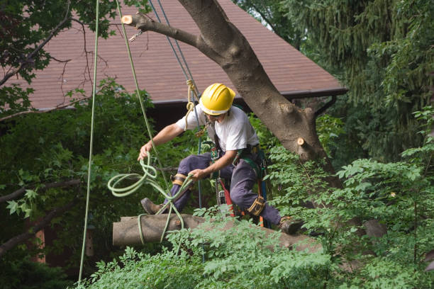 Best Weed Control  in Wayland, MI