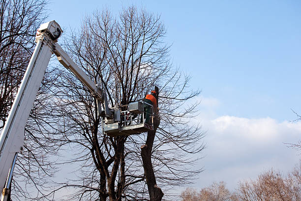 Best Fruit Tree Pruning  in Wayland, MI