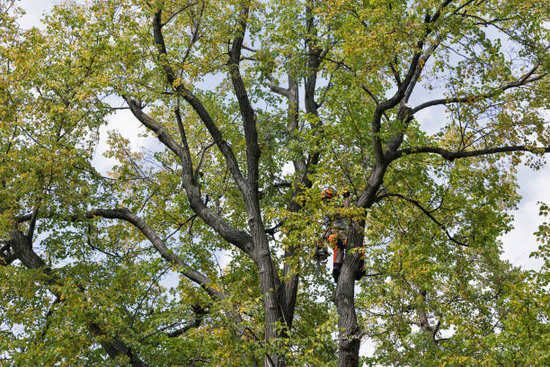 How Our Tree Care Process Works  in  Wayland, MI